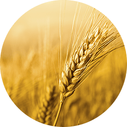 Wheat Zoomer- Gluten Sensitivity Test