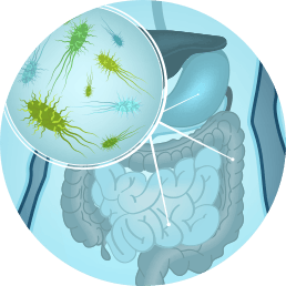 Gut Zoomer 3.0- Commensal, Pathogens, Digestive Enzymes